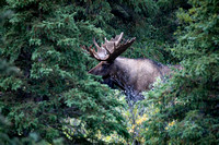 Alaskan Wildlife