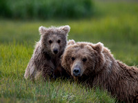 Bears of Katmai Nation Park
