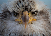 Eagles/Birds