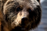 Kodiak Brown Bears