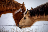 Horses/Cattle
